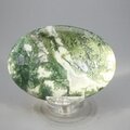 Tree Jasper Palmstone (Extra Grade) ~70x50mm