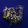 Wollastonite Healing Mineral ~50mm