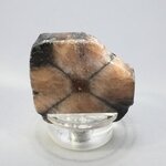 Chiastolite Polished Slice ~36mm