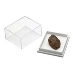 Dinosaur Bone Fossil