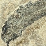 Fossil Fish Plate - Diplomystus ~26 x 21cm