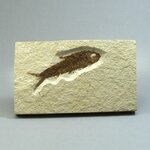 Fossil Fish Plate - Knightia ~ 13 x 8cm