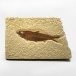Fossile Fish Plate - Knightia ~12x8cm