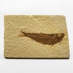 Fossile Fish Plate - Knightia ~12x8cm