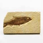 Fossile Fish Plate - Knightia ~11x7cm