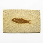 Fossile Fish Plate - Knightia ~13x8cm