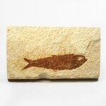 Fossile Fish Plate - Knightia ~10x5cm