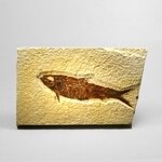 Fossile Fish Plate - Knightia ~13x8cm