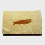 Fossile Fish Plate - Mioplosus ~13x8cm