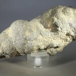 Fossilised Coprolite ~115mm