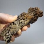 Fossilised Coprolite ~140mm