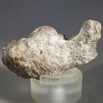 Fossilised Coprolite ~47mm