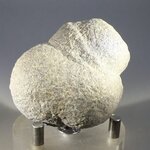 Fossilised Coprolite ~50mm