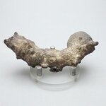 Fossilised Coprolite ~84mm