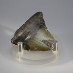 Fossilised Megalodon Tooth ~43mm