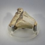 Fossilised Megalodon Tooth ~47mm