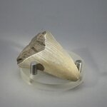 Fossilised Megalodon Tooth ~47mm