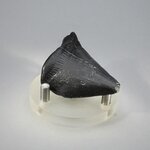 Fossilised Megalodon Tooth ~50mm