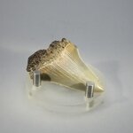 Fossilised Megalodon Tooth ~50mm