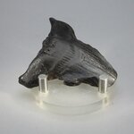 Fossilised Megalodon Tooth ~53mm