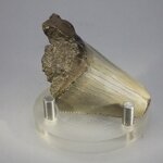 Fossilised Megalodon Tooth ~56mm