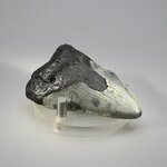 Fossilised Megalodon Tooth ~56mm