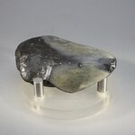 Fossilised Megalodon Tooth ~57mm