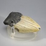Fossilised Megalodon Tooth ~61mm