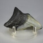 Fossilised Megalodon Tooth ~61mm