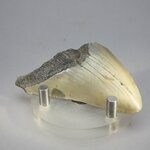 Fossilised Megalodon Tooth ~62mm