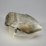 Fossilised Megalodon Tooth ~67mm