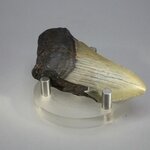 Fossilised Megalodon Tooth ~69mm
