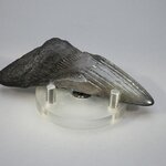 Fossilised Megalodon Tooth ~85mm