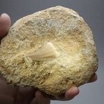 Fossilised Mosasaur Tooth on Matrix ~120 x 105mm