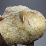 Fossilised Mosasaur Tooth on Matrix ~125 x 105mm