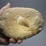 Fossilised Mosasaur Tooth on Matrix ~130 x 95mm