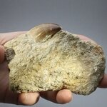 Fossilised Mosasaur Tooth on Matrix ~95 x 95mm