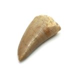 Fossilised Mosasaur Tooth - Small
