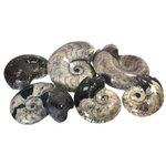 Goniatite Polished Fossil