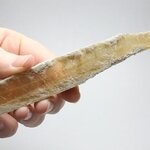 Honey Gypsum Healing Crystal ~157mm