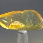 Insect in Amber Specimen ~37mm