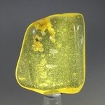 Insect in Amber Specimen ~40mm