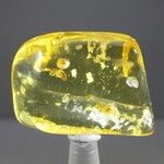 Insect in Amber Specimen ~43mm