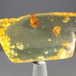 Insect in Amber Specimen ~50mm