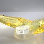 Insect in Copal (Amber) Specimen ~130mm