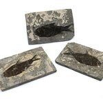 Jianghanichthys (Black Fish) Fossil Fish Plate