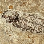 Fossil Fish Plate - Knightia Alta ~21 x 16cm