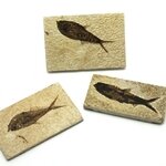 Knightia Fossil Fish Plate