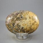 Leopard Skin Jasper Palmstone (Extra Grade) ~70x50mm