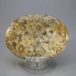 Leopard Skin Jasper Palmstone (Extra Grade) ~70x50mm